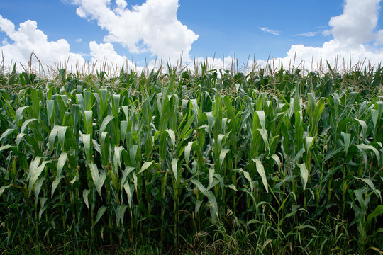 Growing corn