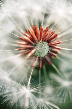 Macro shoot of dandelion inside the forest