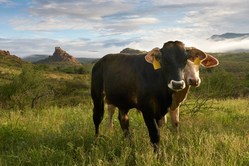 Livestock grazing