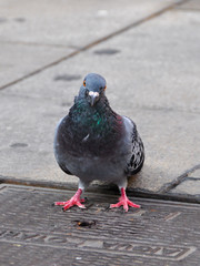 Taube Portrait