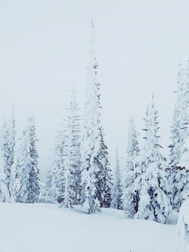 Foggy Snow Ghosts Stock Photo