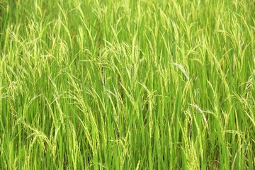 Obraz premium Rice farm, Philippines