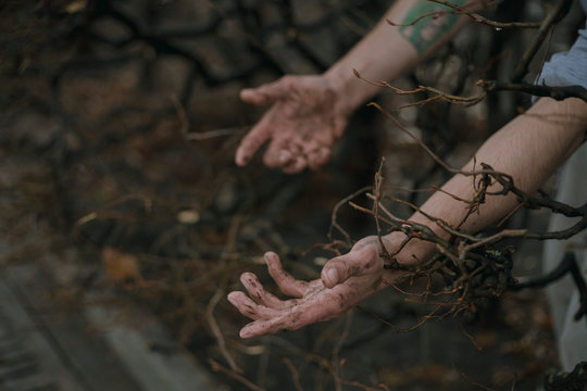 dirty hands among the branches of bushes