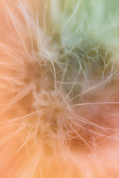 Macro shoot of dandelion inside the forest
