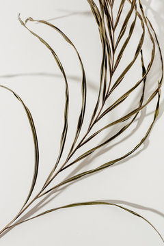 Palm leaf
