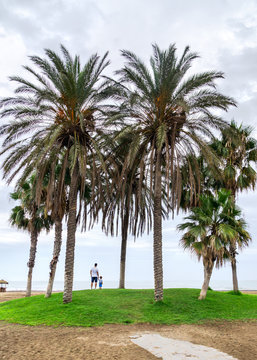 Father with his son looking at the sea under the palm trees