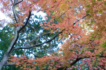 Autumn color