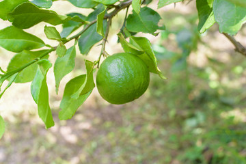 Citrus medica Linn on tree.