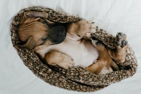 A cute Rhodesian Ridgeback Puppy