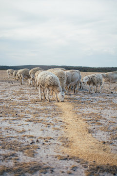 Sheep eating a line of grain