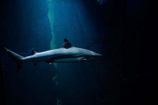 Underwater shot of a shark swimming in aquarium