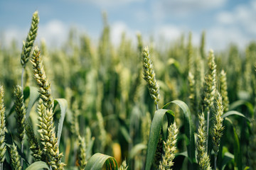 Field of green wheat plants
