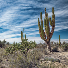 Mexican desert with giant cactuses and succulents © mikelaptev
