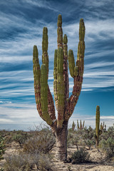 Mexican giant cactus