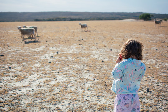 Young girl taking a photo of sheep in paddock