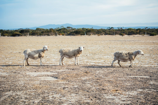 Three sheep in a paddock