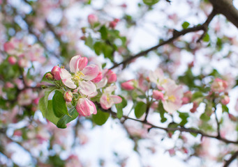 Fototapeta na wymiar apple tree branch with flowers. Blooming branch with pink flowers.