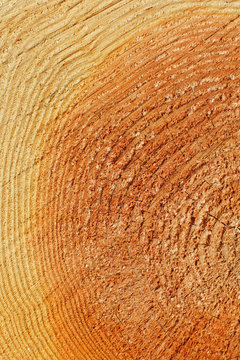 Cross section of old-growth Douglas Fir tree, focus on tree rings