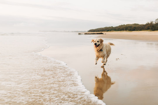 Dog running on sand into ocean