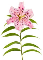Big pink flower of oriental lily, isolated on white background
