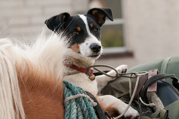 A horse with a Jack Russell Terrier in a saddle bag.