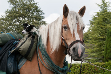 A horse tied up with a Jack Russell Terrier in a saddle bag.