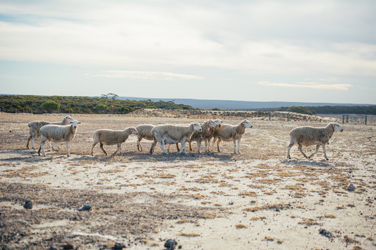 Sheep in a paddock