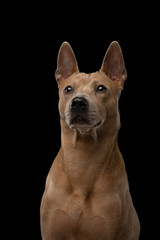 Thai ridgeback dog on a black background. Portrait of a dog in the studio
