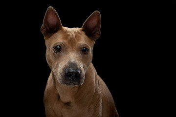 Thai ridgeback dog on a black background. Portrait of a dog in the studio