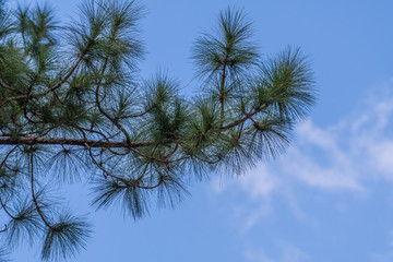 Pine leaves in the blue sky