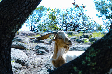 Fototapeta na wymiar Interesting Goat