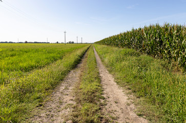 Fototapeta na wymiar dual track dirt road through corn and rice fields next to Santhia city, province of Vercelli, Italy