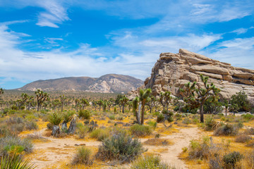 Joshua Trees in Joshua Tree National Park near Yucca Valley, California CA, USA.
