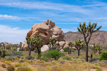 Joshua Trees in Joshua Tree National Park near Yucca Valley, California CA, USA.