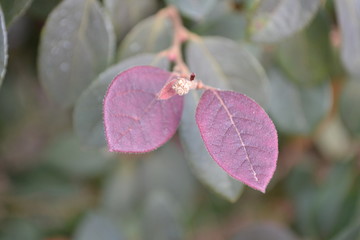 Euphorbia Cotinifolia Bush In Autumn
