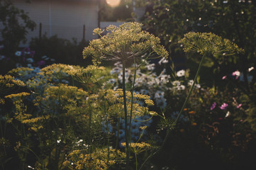 Dill flower in vegetable garden, background of nature at sunlight