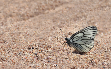 Fototapeta na wymiar white butterfly on sand and copy space
