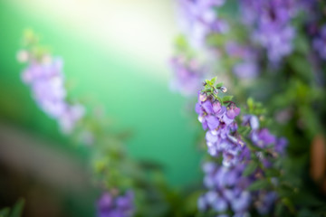 Obraz premium The background image of the colorful flowers