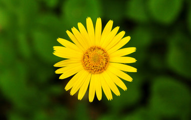 Yellow daisy flower on green background with bokeh