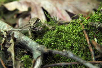 Caucasian lizard or Darevskia caucasica on stone close up