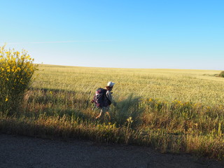 Pilgrim walking through beautiful yellow flowers on the road, Camino de Santiago, Way of St. James, Terradillos de los Templarios to Bercianos del Real Camino, French way, Spain