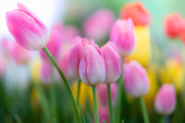 Closeup of pink tulip flowers with green leaf in field on blur background.