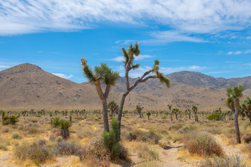 Joshua Trees in Joshua Tree National Park near Yucca Valley, California CA, USA.