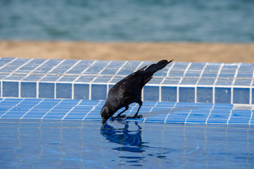 Crow in pool