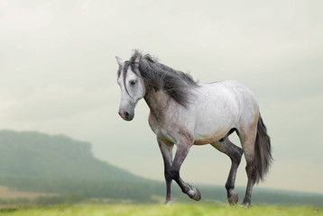 Fototapeta na wymiar Beautiful lusitano horse waling on freedom