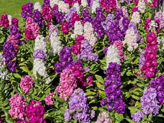 Hyacinths