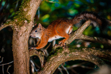 Red Squirrel sitting in the summer park sunshine colors on a branch.