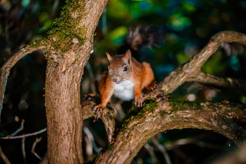 Red Squirrel sitting in the summer park sunshine colors on a branch.
