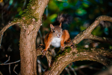 Fototapeta premium Red Squirrel sitting in the summer park sunshine colors on a branch.