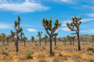 Joshua Trees in Joshua Tree National Park near Yucca Valley, California CA, USA.